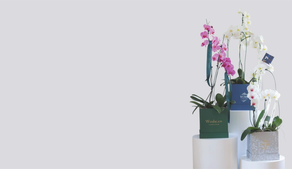 باکس گل لوکس